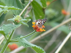 Ariconias glaphyra