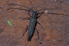 Saperda discoidea