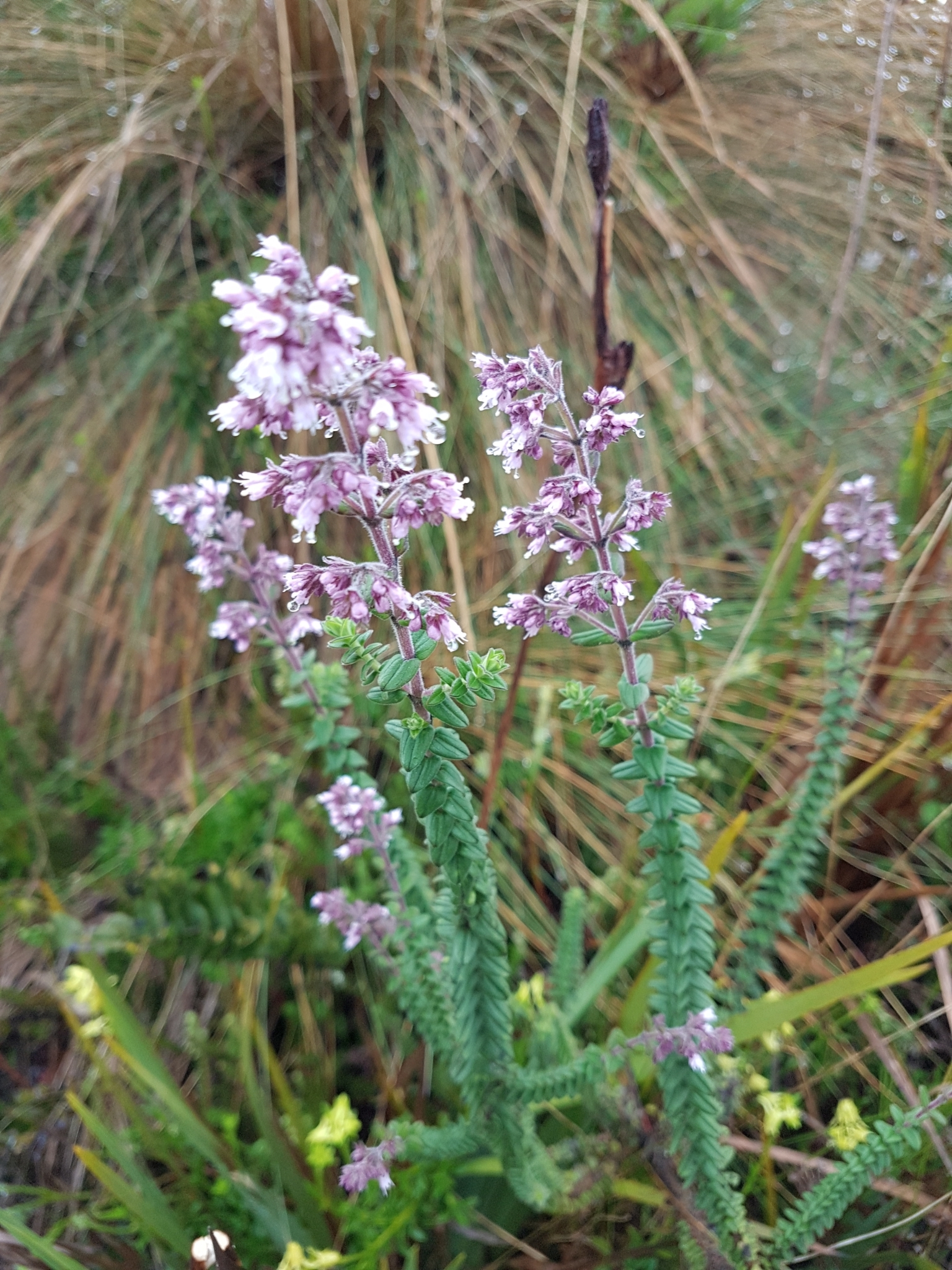 Valeriana microphylla image