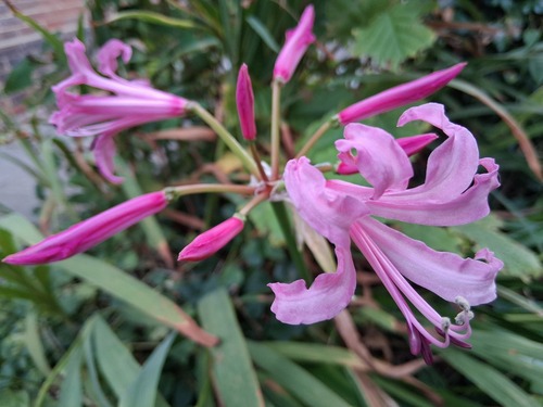 Nerine bowdenii