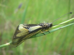 Libelloides coccajus