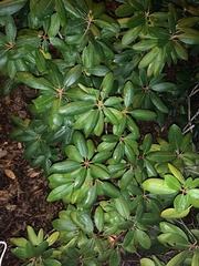 Rhododendron
