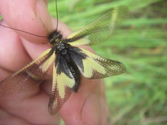 Libelloides coccajus