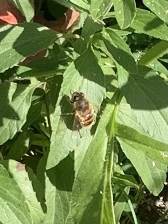 Unknown species found near Western Washington University, Bellingham, WA, US