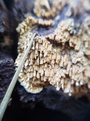 Steccherinaceae