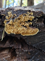 Steccherinaceae