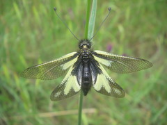 Libelloides coccajus