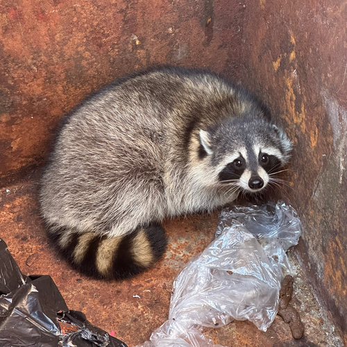 Common Raccoon photographed in Minnesota