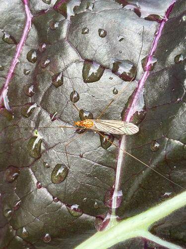 Unknown species found near Woodland St, Worcester, MA, US