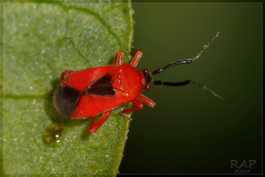 Pachymerocerus erythronotus