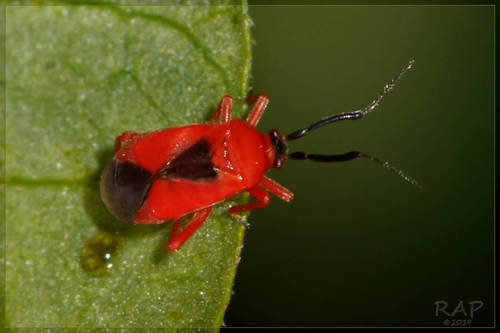 Pachymerocerus erythronotus