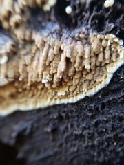 Steccherinaceae