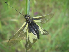 Libelloides coccajus