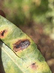 Xanthomonas
