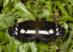Castilia