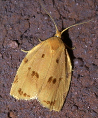 Archips rileyana