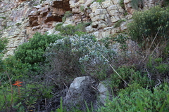 Lobostemon montanus, photograph (c) Tony Rebelo, some rights reserved (CC BY-SA)