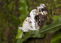 Castilia