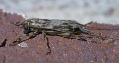 Lepturges angulatus
