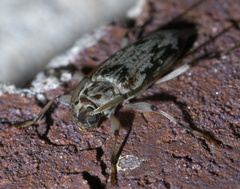 Lepturges angulatus