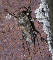 Lepturges angulatus