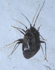 Texocoris nigrellus