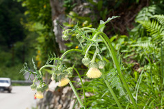 Cirsium erisithales