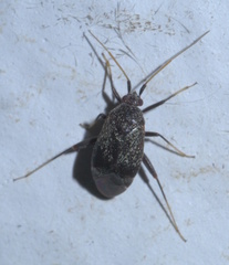 Texocoris nigrellus