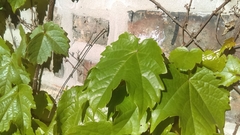Parthenocissus tricuspidata