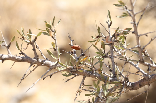 Prunus spinosissima, photograph 6