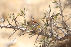 Prunus spinosissima, photograph (c) Вячеслав Юсупов, some rights reserved (CC BY)