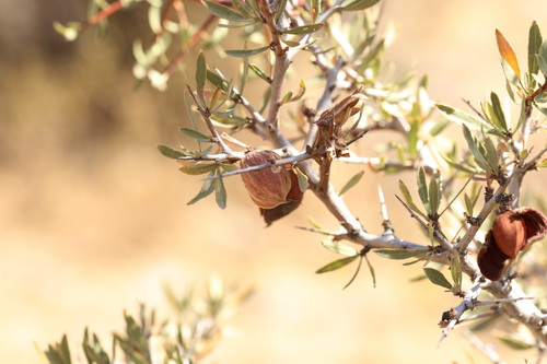 Prunus spinosissima, photograph 4