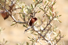 Prunus spinosissima, photograph (c) Вячеслав Юсупов, some rights reserved (CC BY)