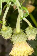 Cirsium erisithales