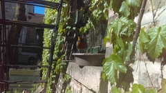 Parthenocissus tricuspidata