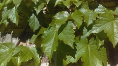 Parthenocissus tricuspidata