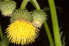 Cirsium erisithales