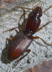 Stenomorphus californicus rufipes