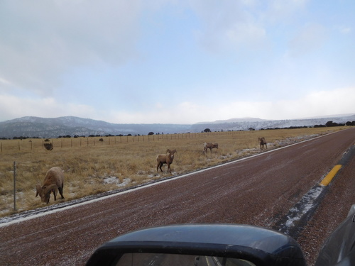Bighorn Sheep photographed in Arizona