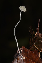 Mycena chloroxantha