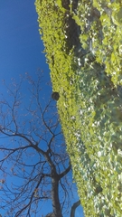 Parthenocissus tricuspidata