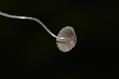 Mycena chloroxantha