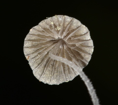 Mycena chloroxantha