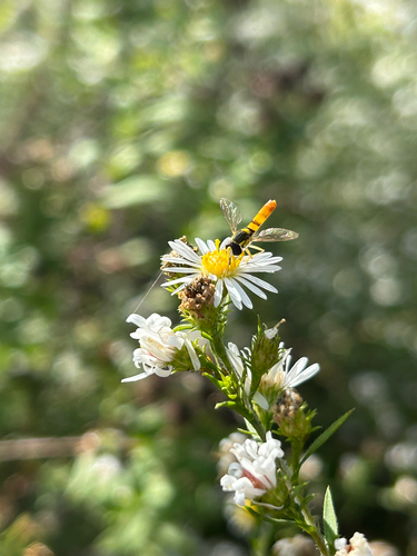 Unknown species found near Lexington, KY, US
