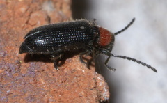 Cymatoderella collaris