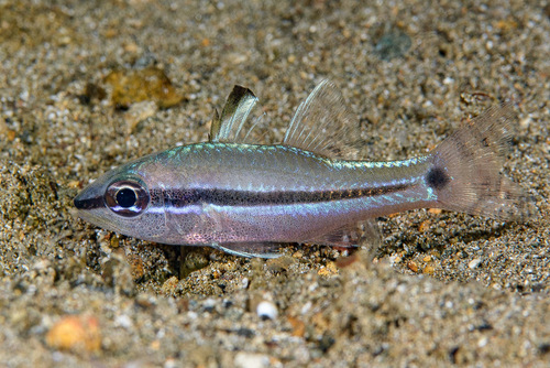 Bridled cardinalfish (Pristiapogon fraenatus) — Apogonidae — 5