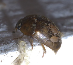 Amphicrossus ciliatus