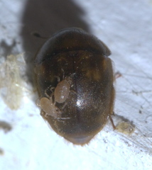 Amphicrossus ciliatus