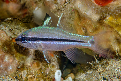 Toom-kardinaalbaars (Pristiapogon fraenatus) — Apogonidae