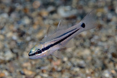 Gorgonian Cardinalfish photo 2